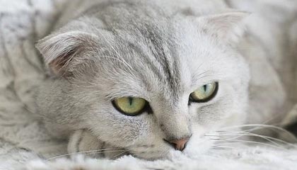 乌军步兵战车为躲俄无人机慌乱倒车，跌落士兵遭碾轧，画面曝光