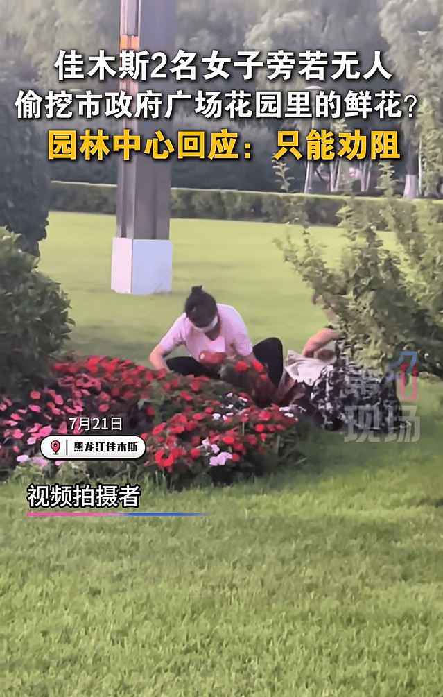 黑龙江两女子偷挖市政府广场花园里的鲜花被曝光！园林中心回应：只能劝阻补种