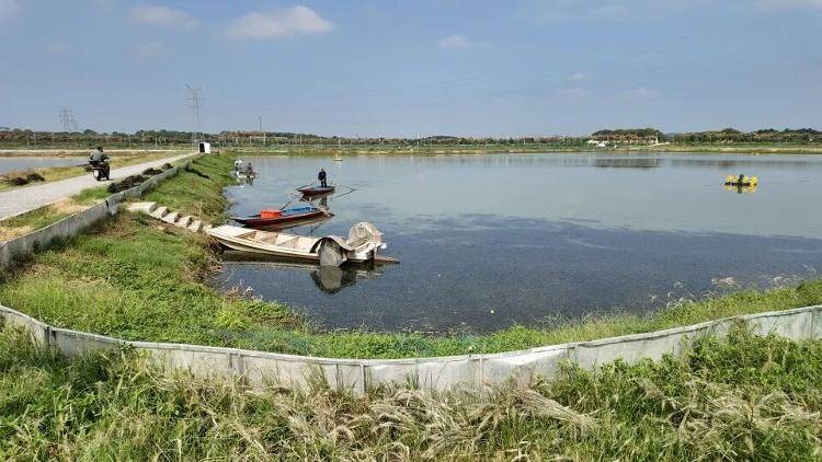 武汉江夏一地大闸蟹大量上市,日产1000斤当天售完,每只螃蟹有自己的“身份证”,吃深海小黄鱼长大